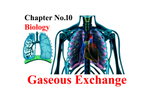 Class 10 Biology Chapter 10 Notes, 10th Class Biology Chapter 10 Notes, Class 10 Biology Gaseous Exchange Chapter 10 Notes,